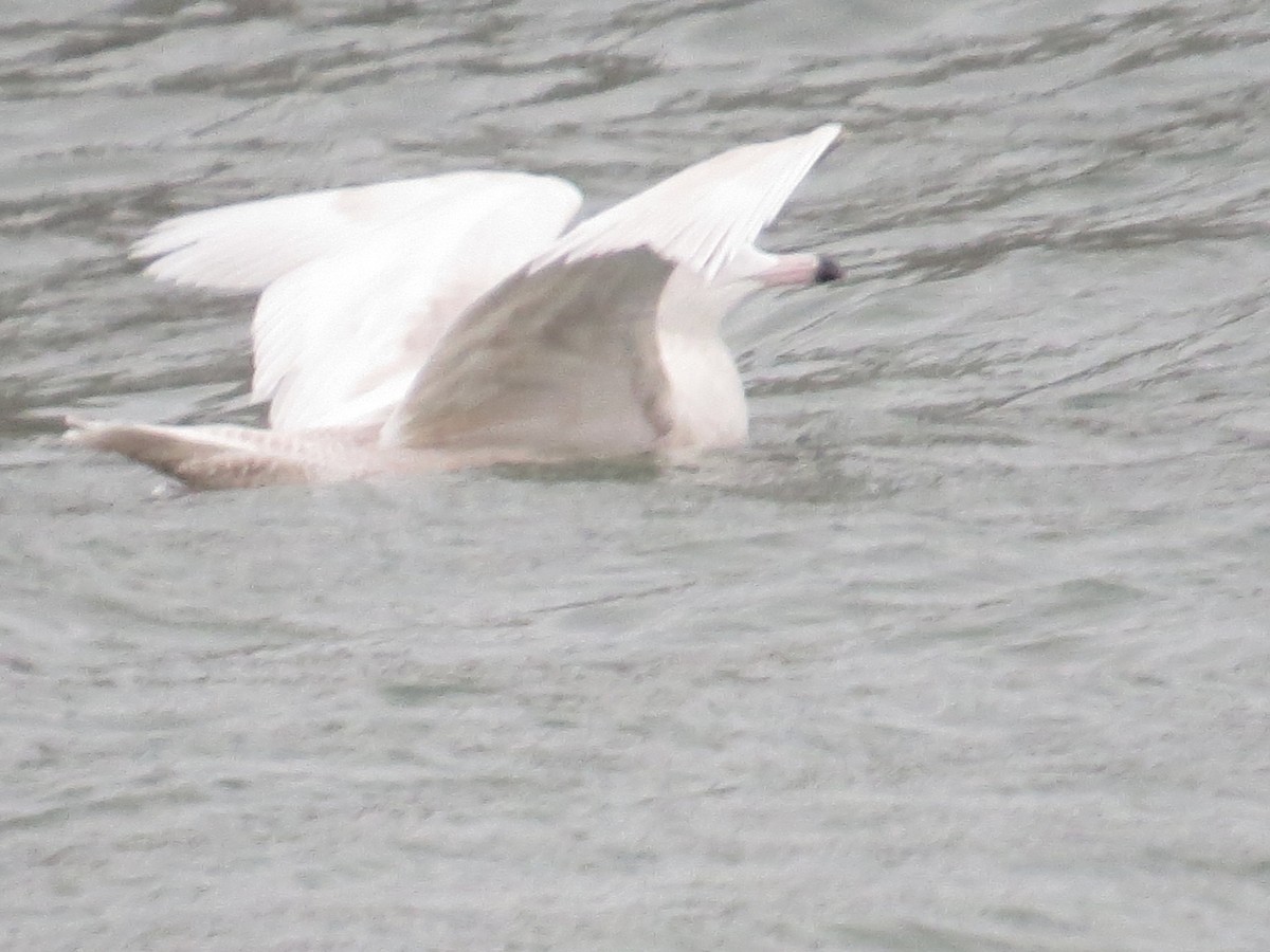 Gavión Hiperbóreo - ML647085662