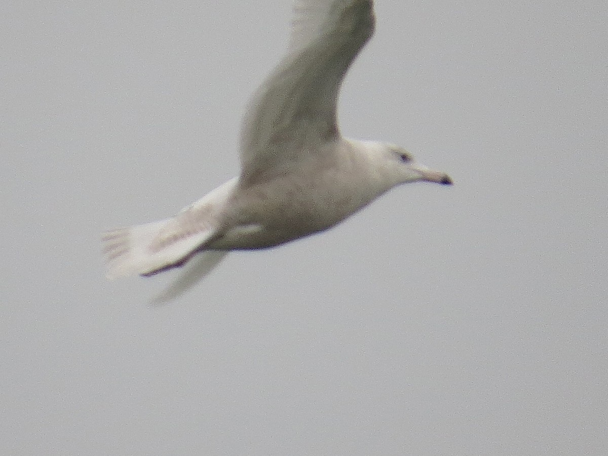 Gavión Hiperbóreo - ML647085663