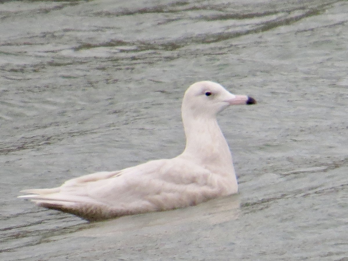 Gavión Hiperbóreo - ML647085664