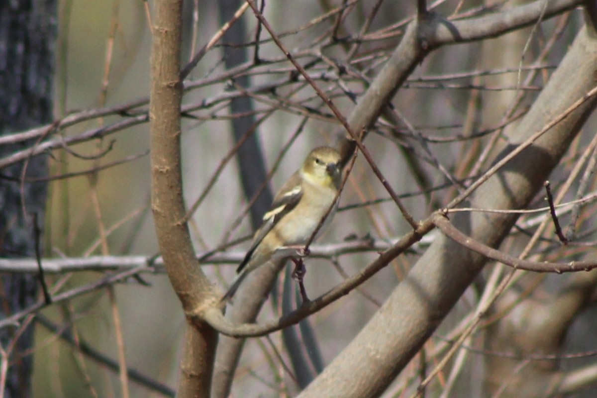 Goldzeisig - ML647085676