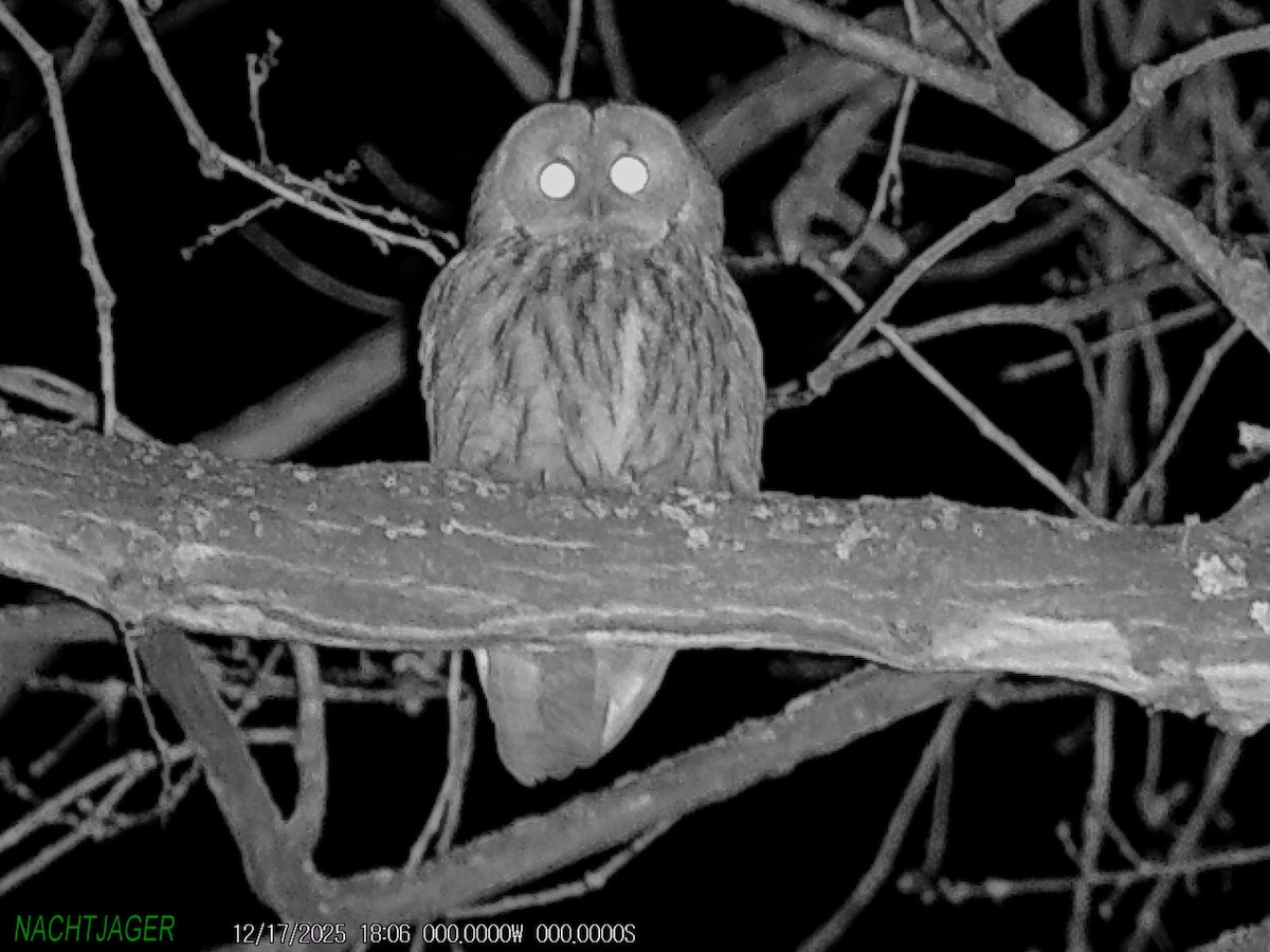 Tawny Owl - ML647085683