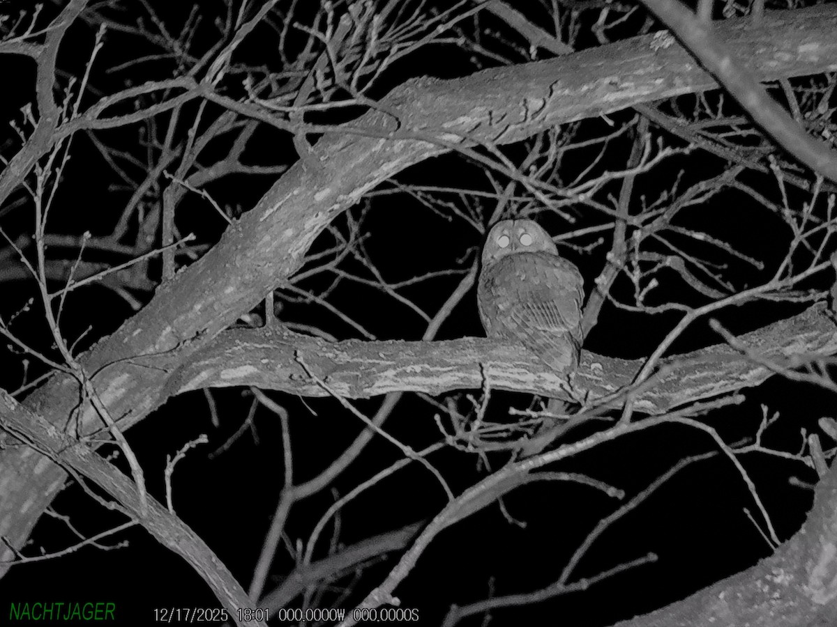 Tawny Owl - ML647085684