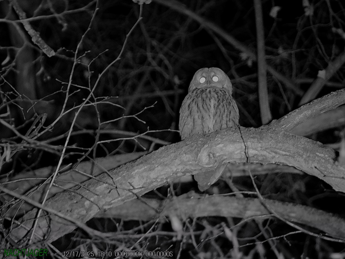 Tawny Owl - ML647085685