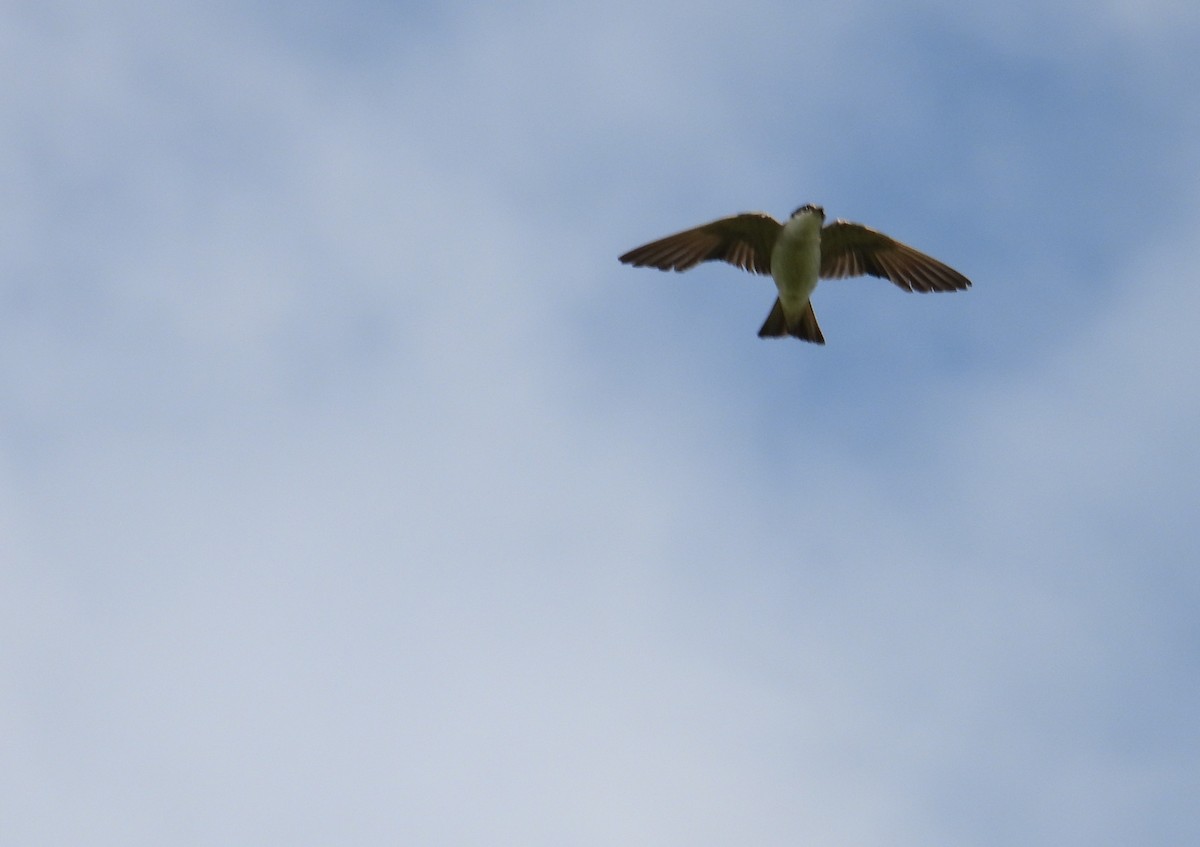 White-rumped Swallow - ML647085686