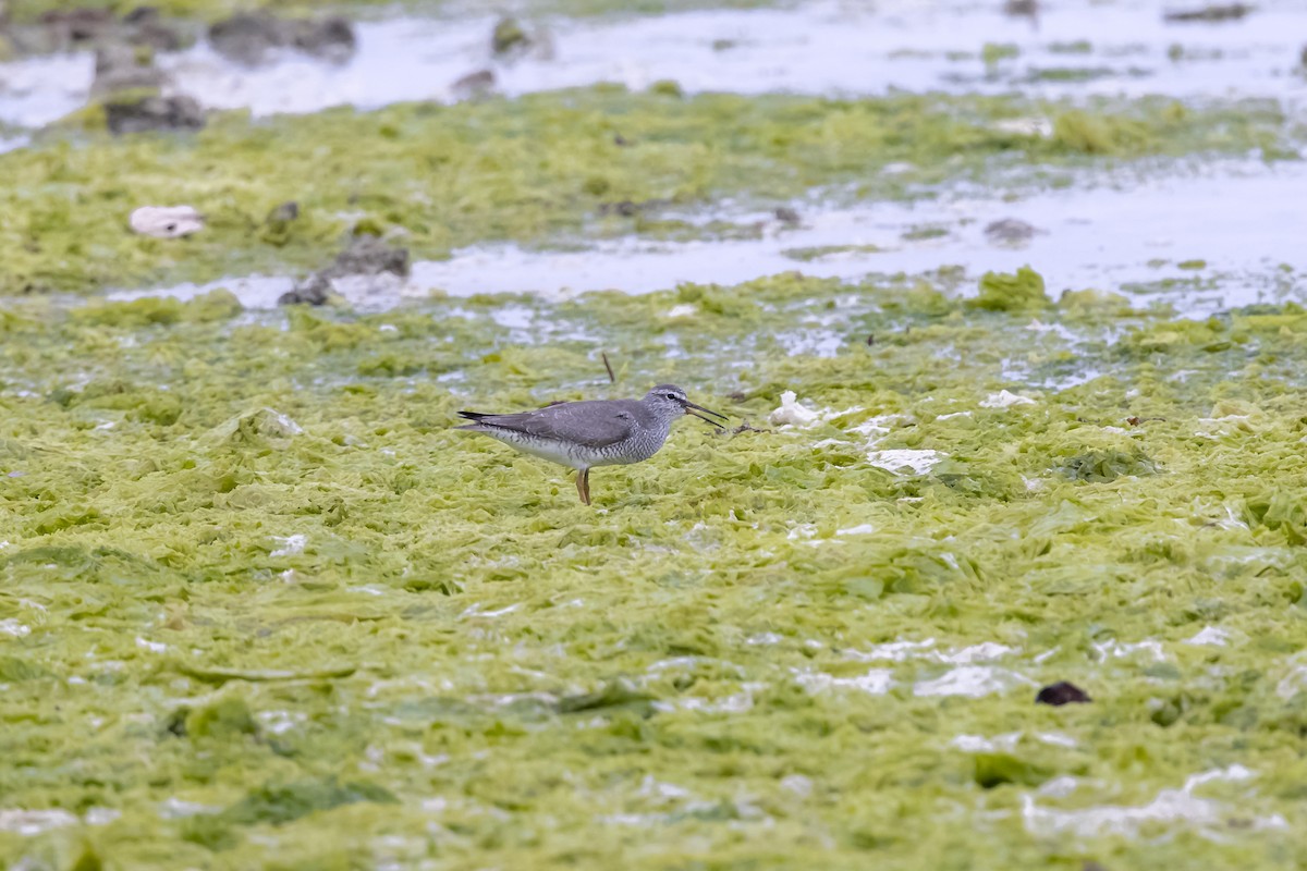 Gray-tailed Tattler - ML647085691