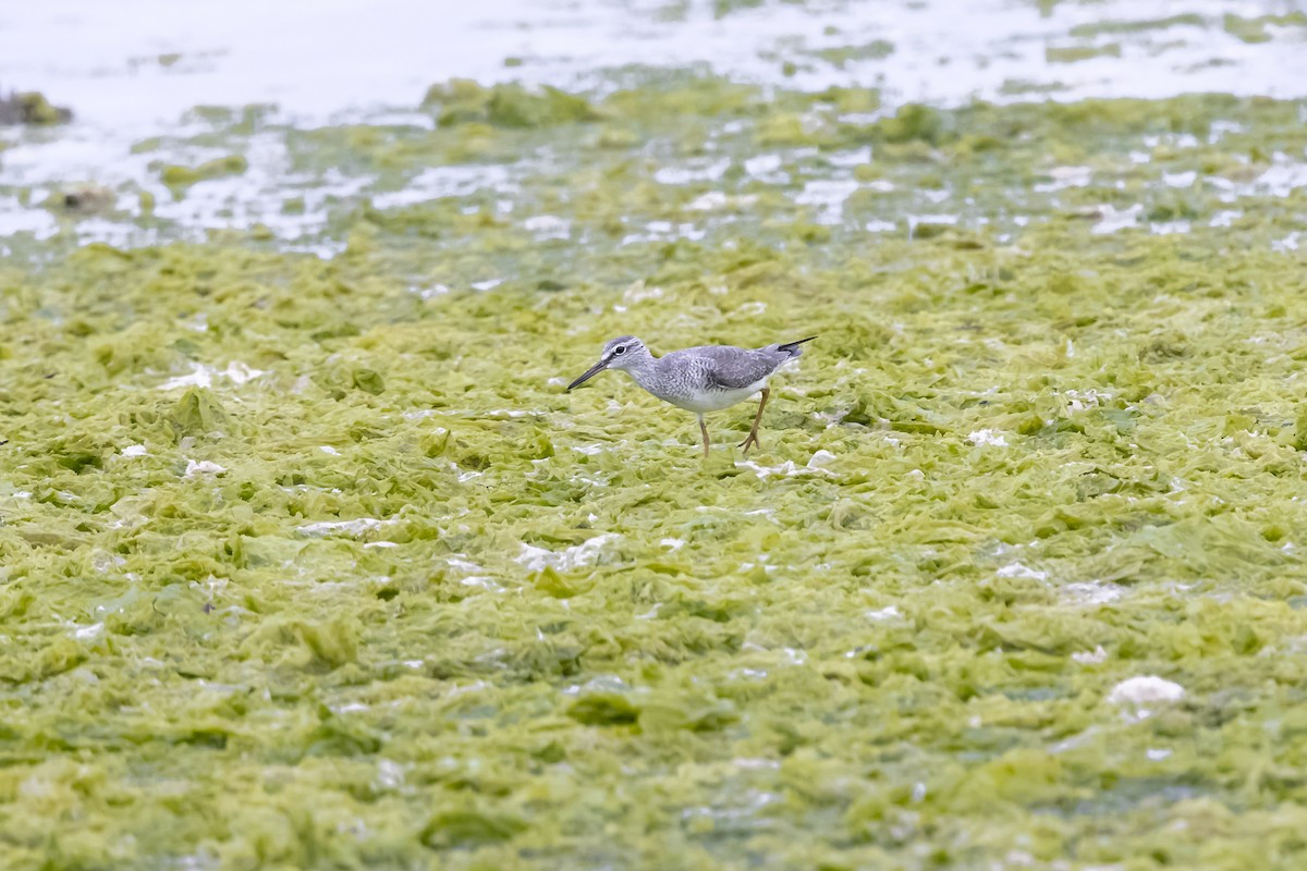 Gray-tailed Tattler - ML647085692
