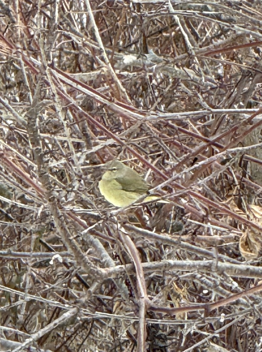 Orange-crowned Warbler - ML647085697