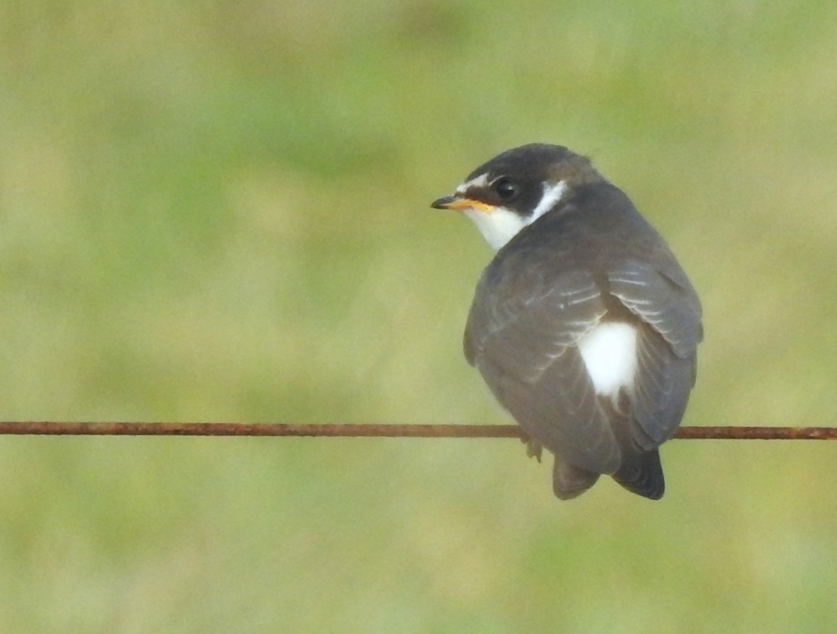 White-rumped Swallow - ML647085703