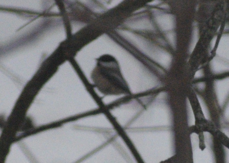 Black-capped Chickadee - ML647085704