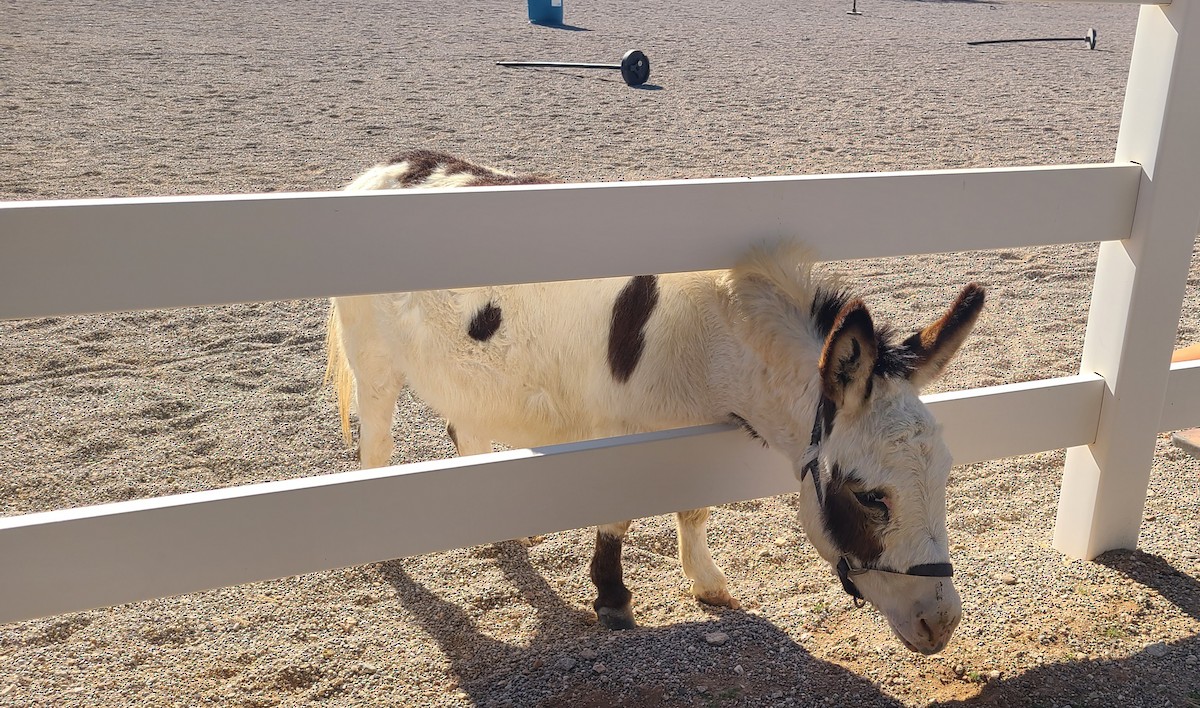 Animali - ML647085705