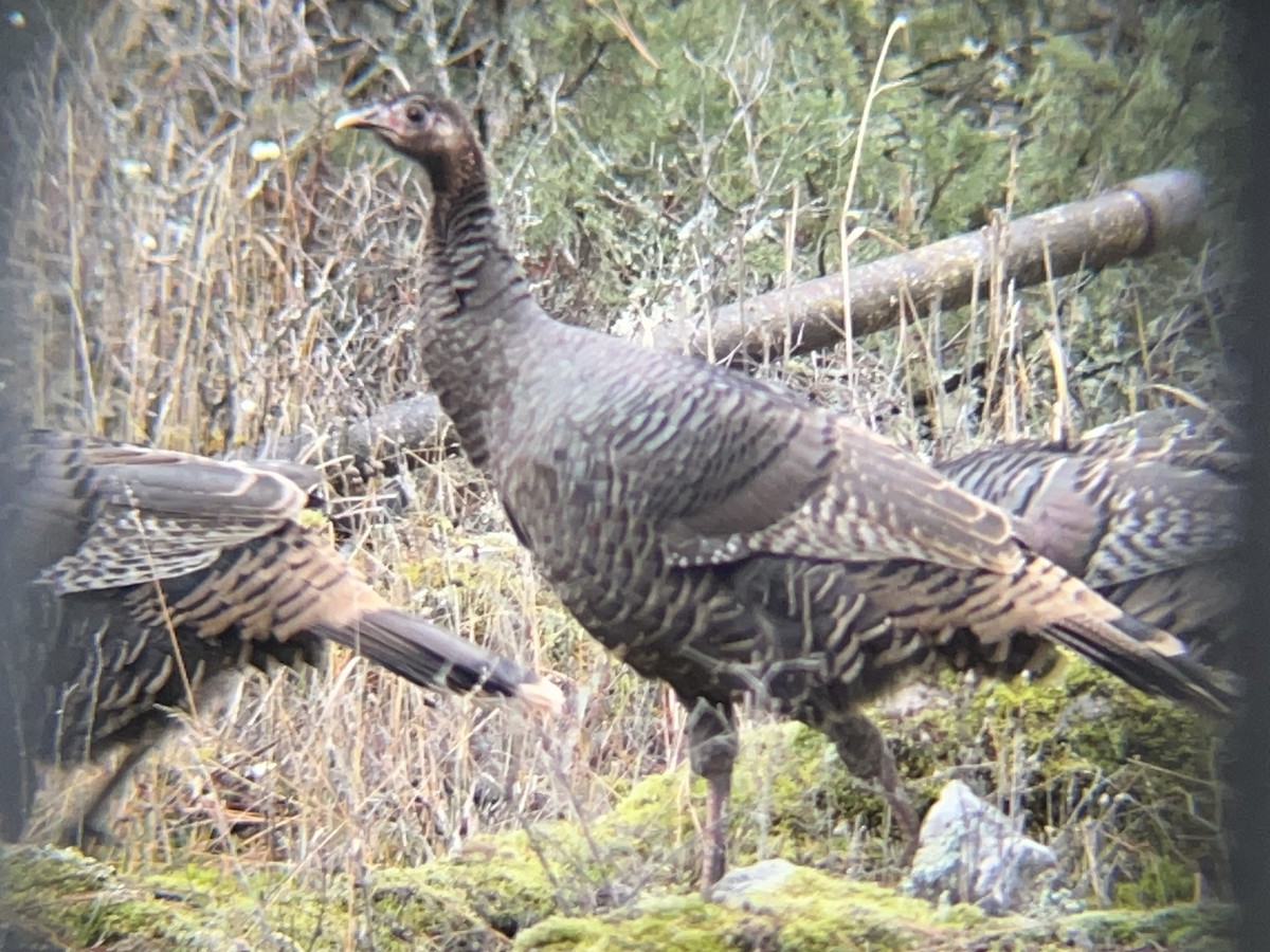 シチメンチョウ - ML647085716