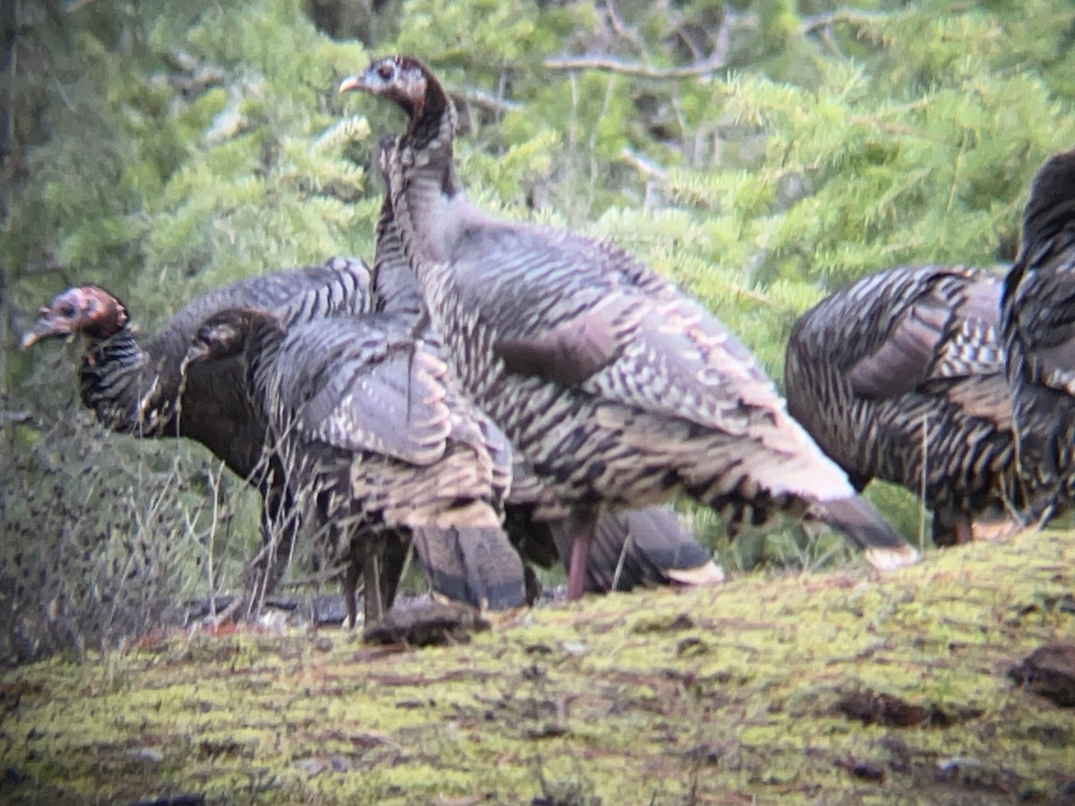 シチメンチョウ - ML647085717