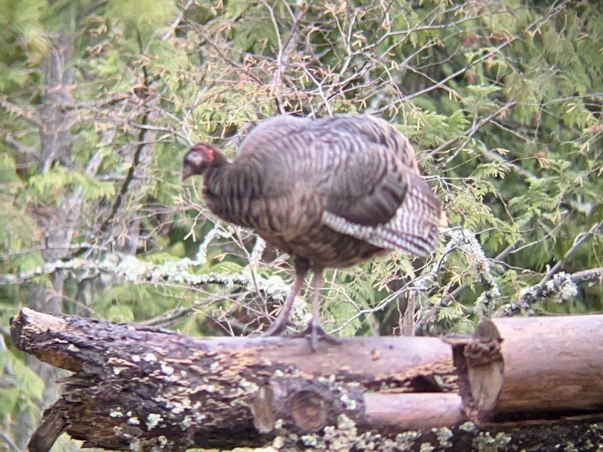 シチメンチョウ - ML647085724