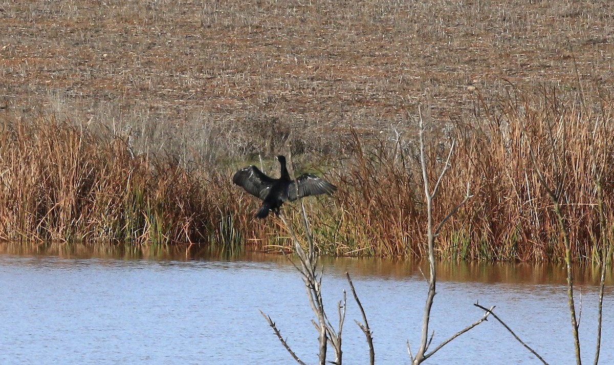 Great Cormorant - ML647085725