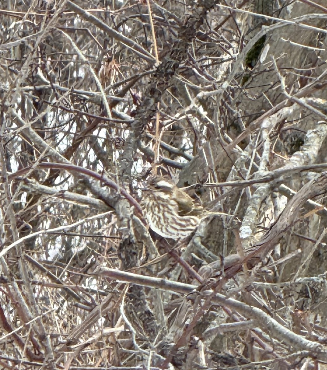 Camachuelo Purpúreo - ML647085728