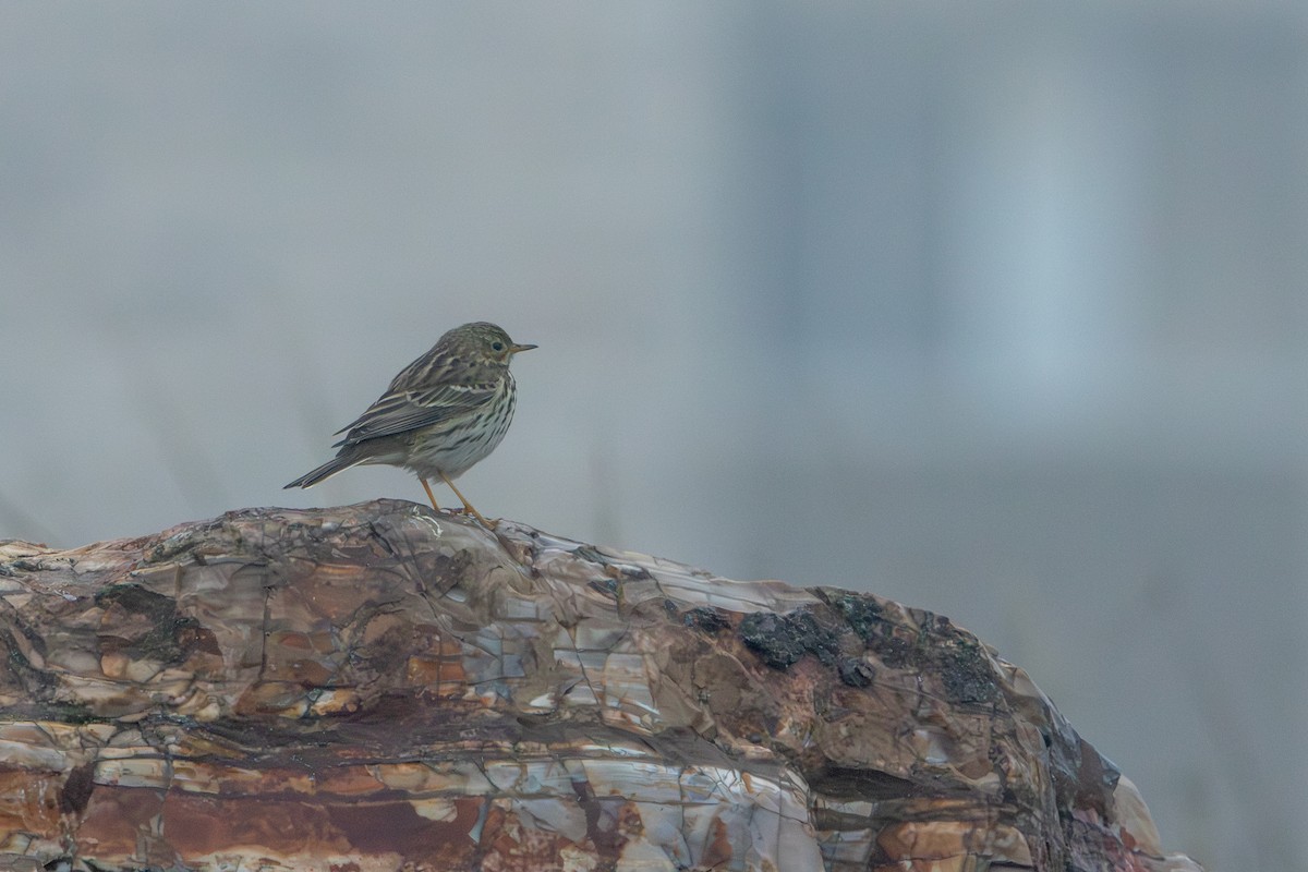 マキバタヒバリ - ML647085730