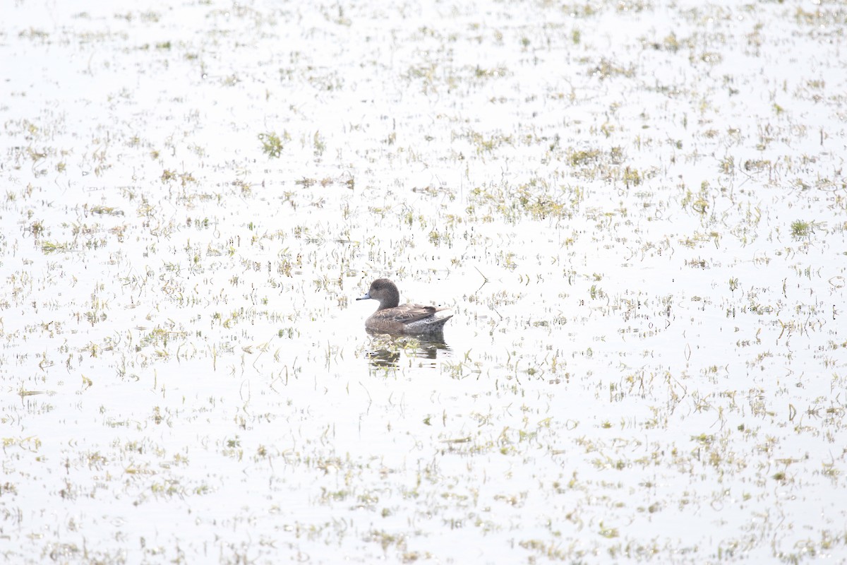 オカヨシガモ - ML647085739