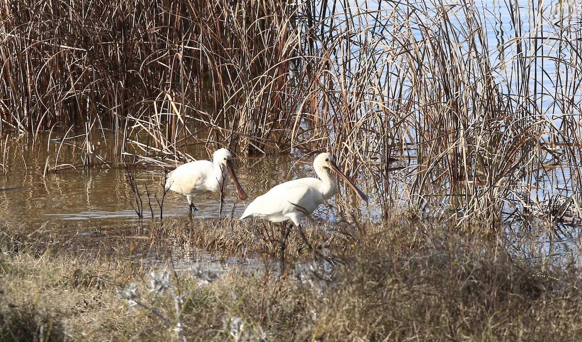 ヘラサギ - ML647085742