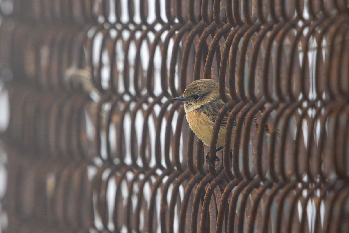 ヨーロッパノビタキ - ML647085743