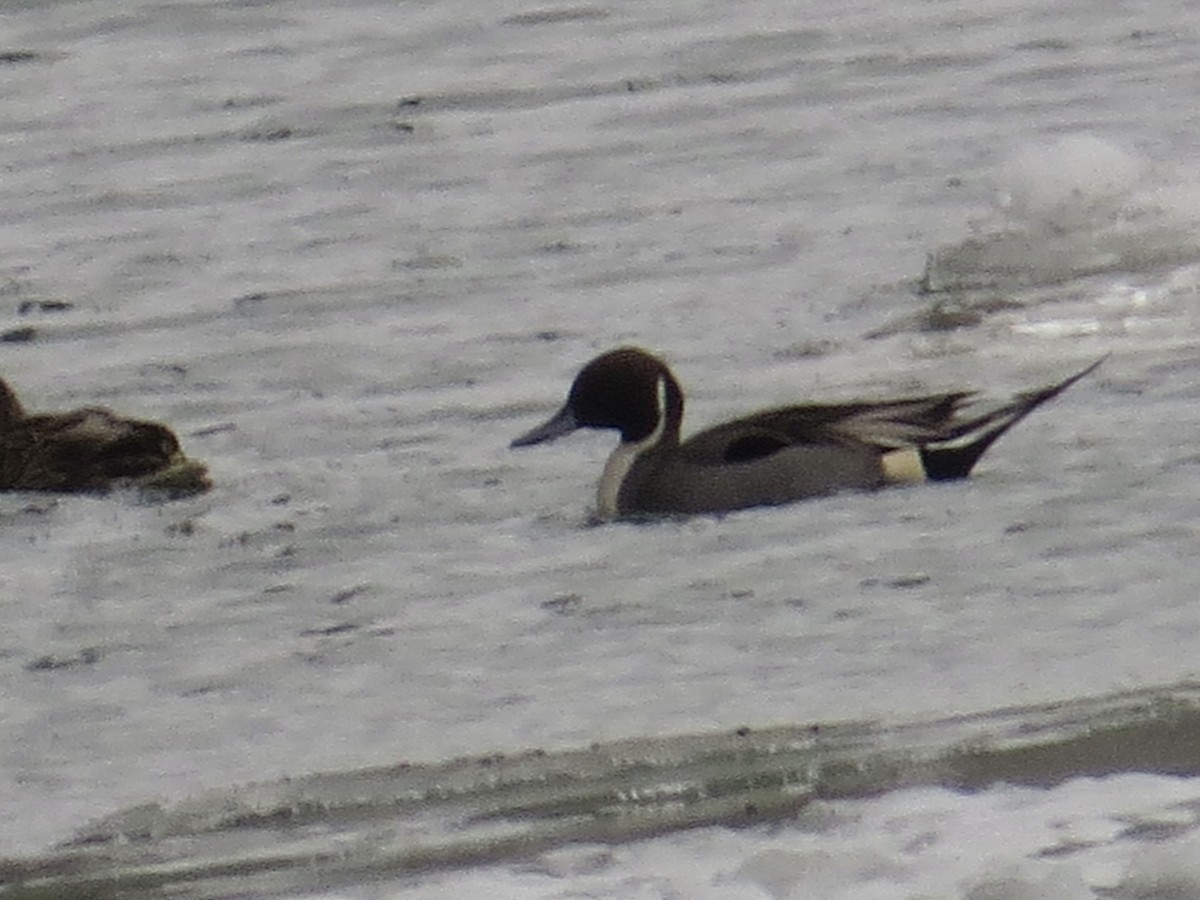 オナガガモ - ML647085744