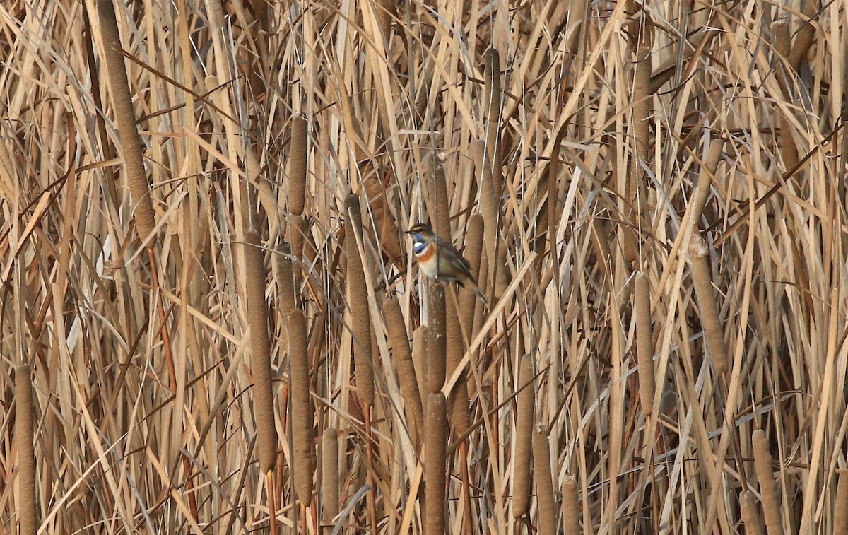 オガワコマドリ - ML647085747