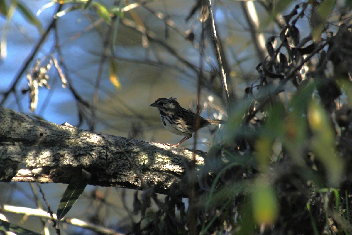 ウタスズメ - ML647085748