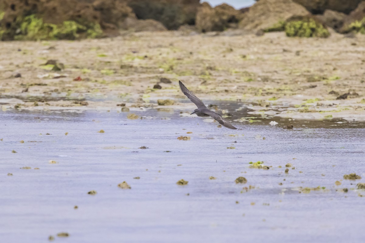 メリケンキアシシギ - ML647085749