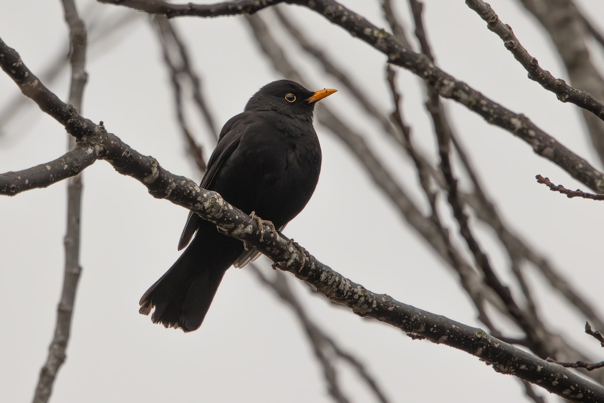 ニシクロウタドリ - ML647085750