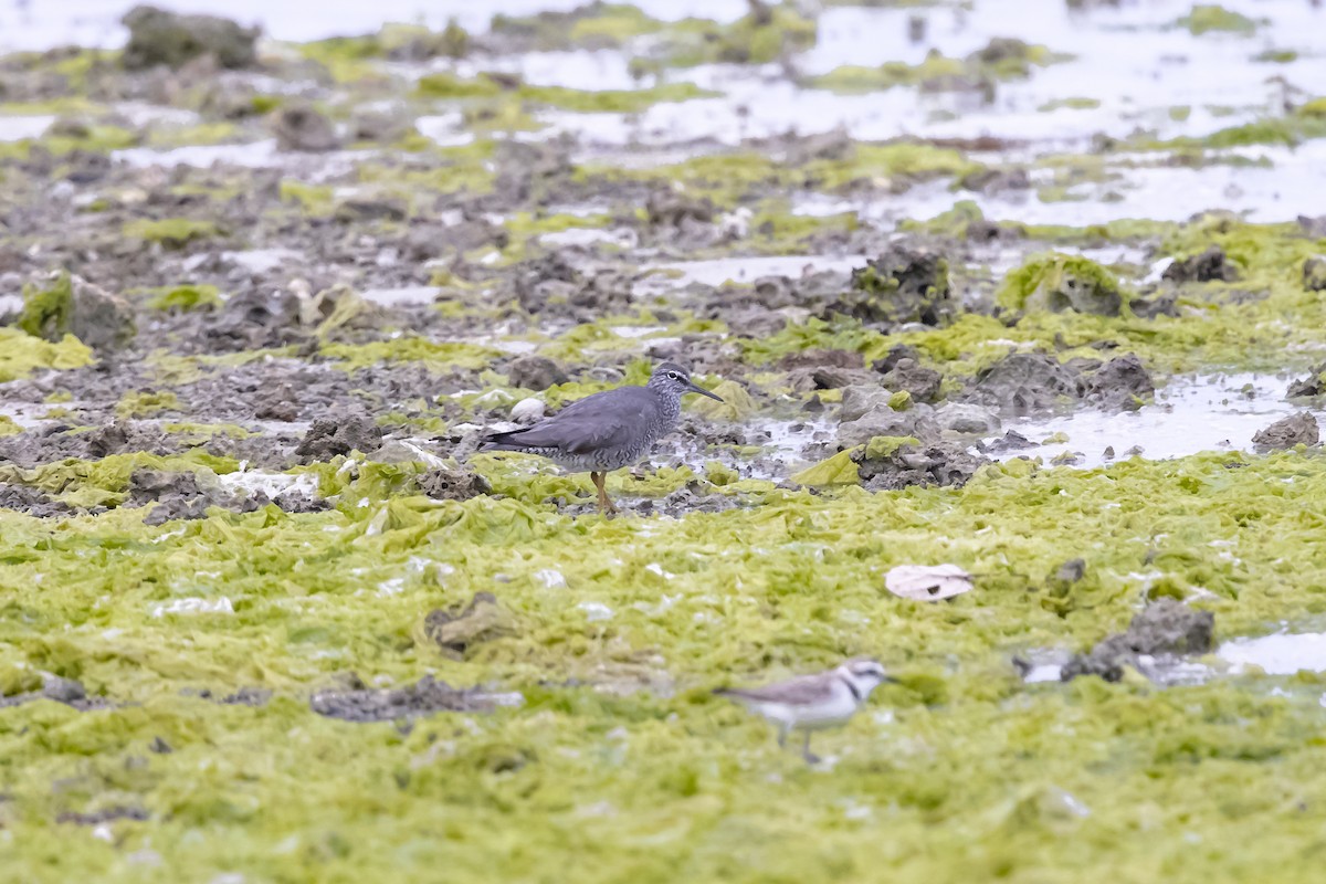 メリケンキアシシギ - ML647085751