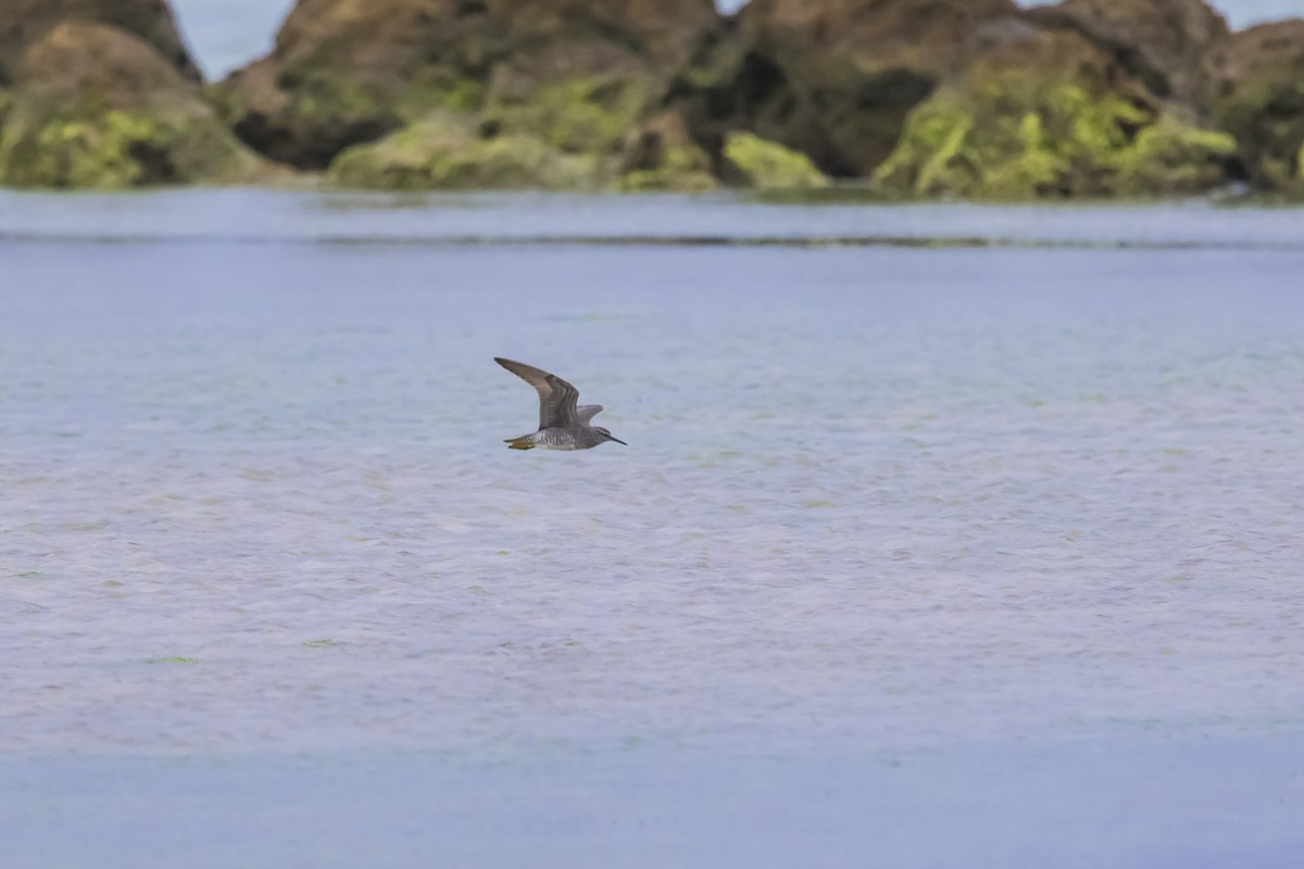 メリケンキアシシギ - ML647085752