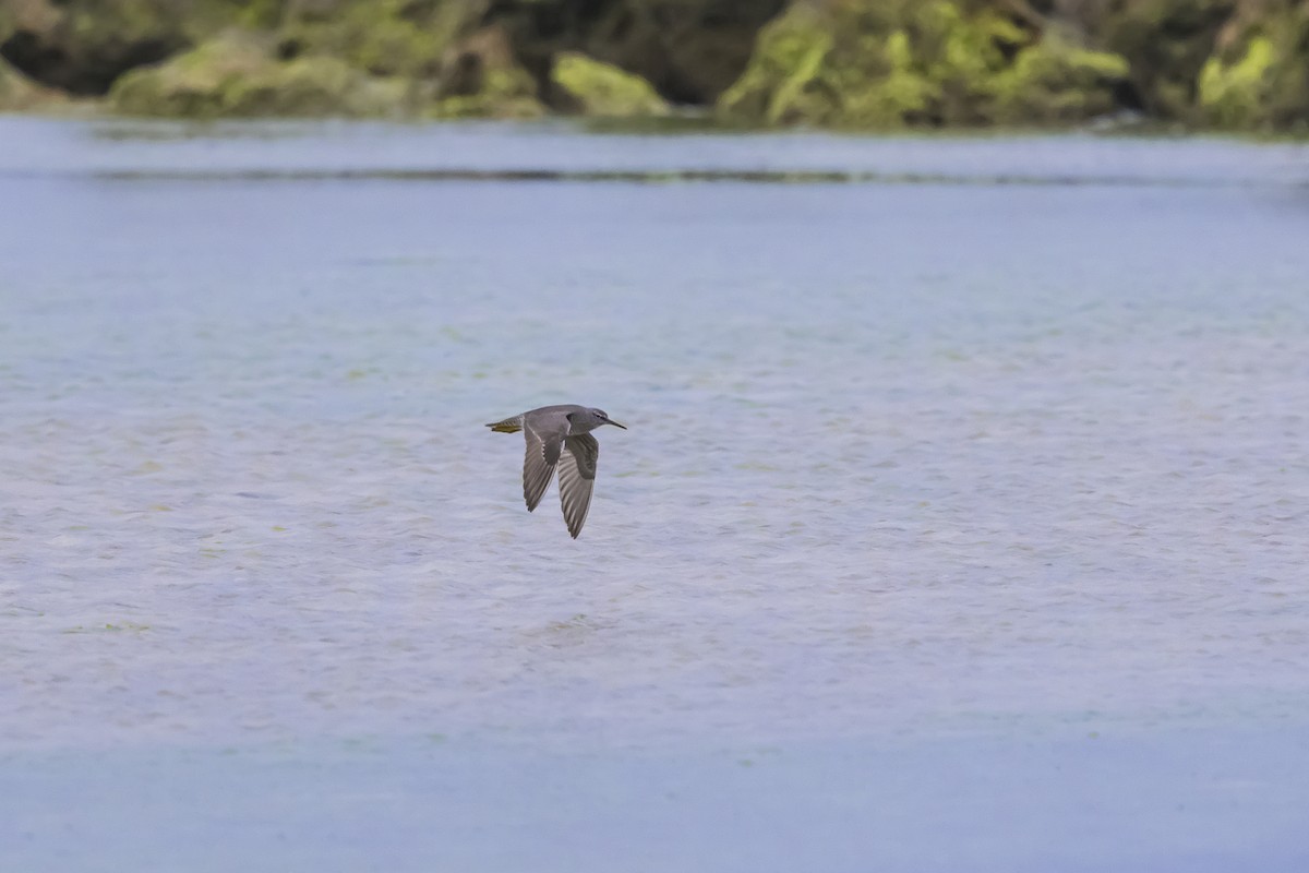 メリケンキアシシギ - ML647085753