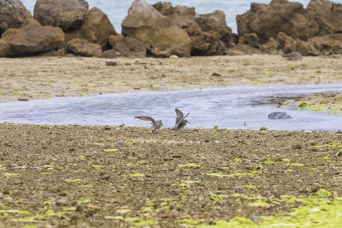 メリケンキアシシギ - ML647085755