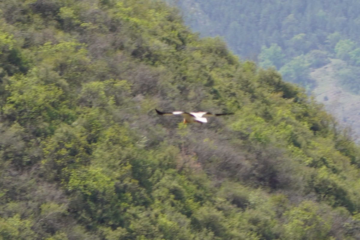 エジプトハゲワシ - ML647085760