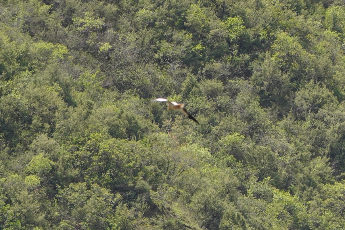 エジプトハゲワシ - ML647085761