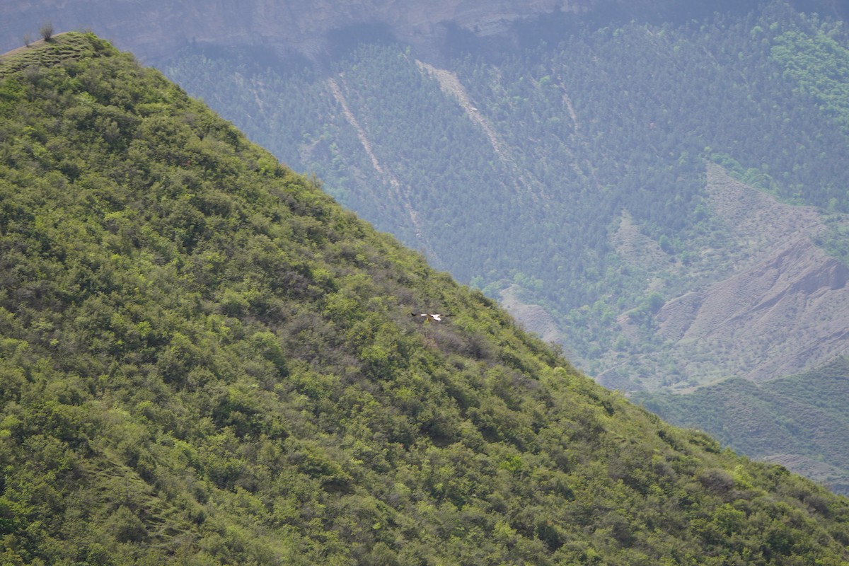 エジプトハゲワシ - ML647085762