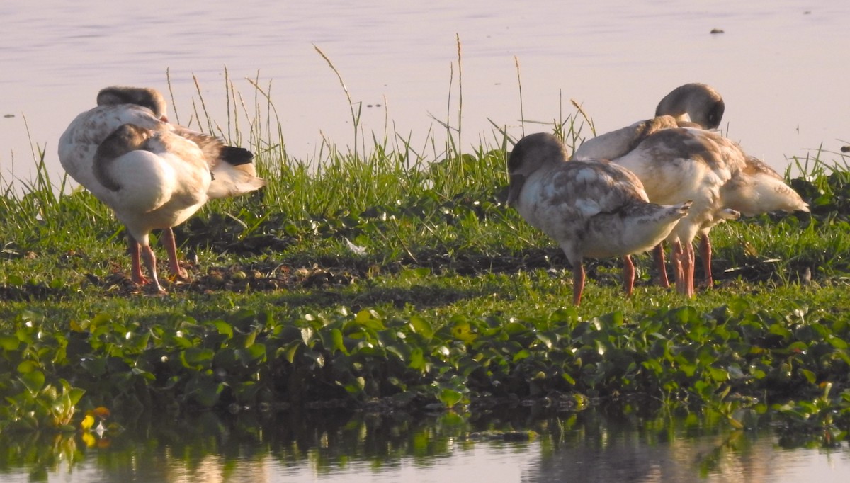 クロエリハクチョウ - ML647085764