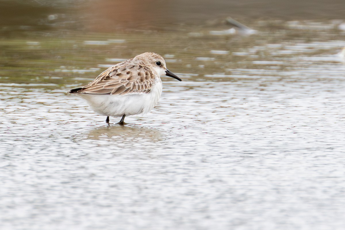 トウネン - ML647085767