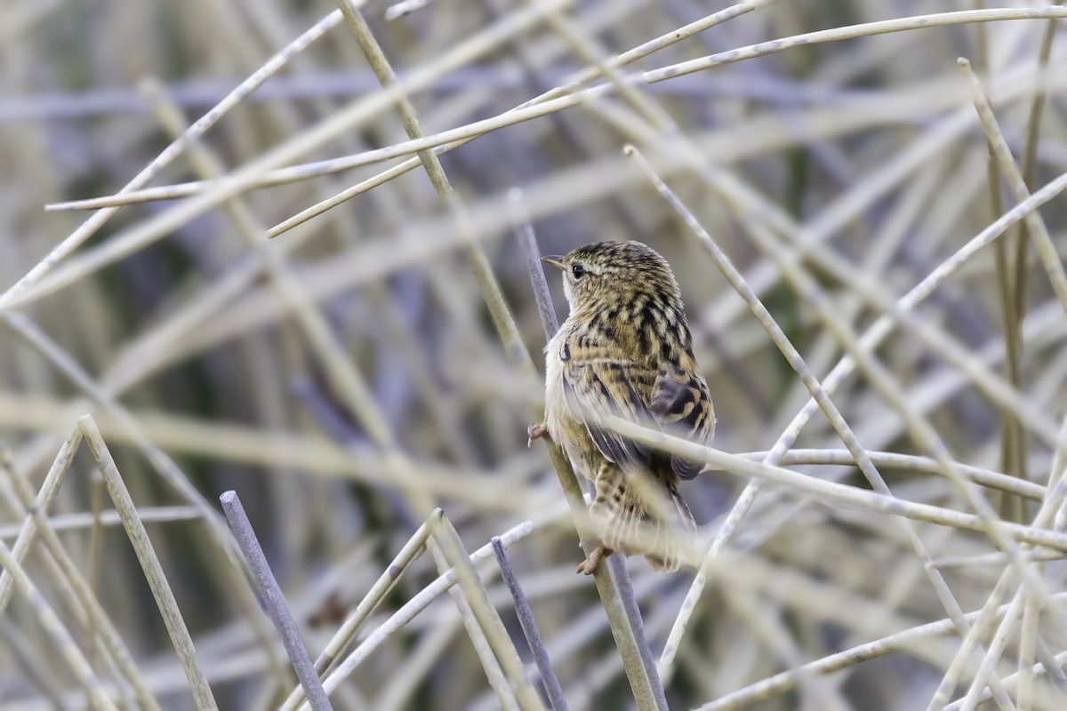 Grass Wren - ML647085769