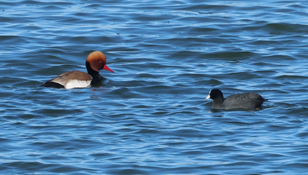 アカハシハジロ - ML647085773