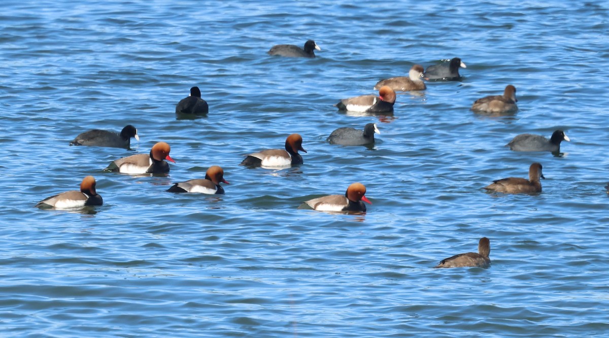 アカハシハジロ - ML647085774