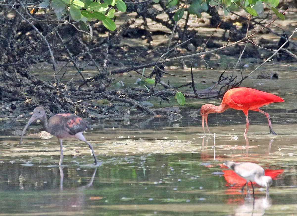 ショウジョウトキ - ML647085775