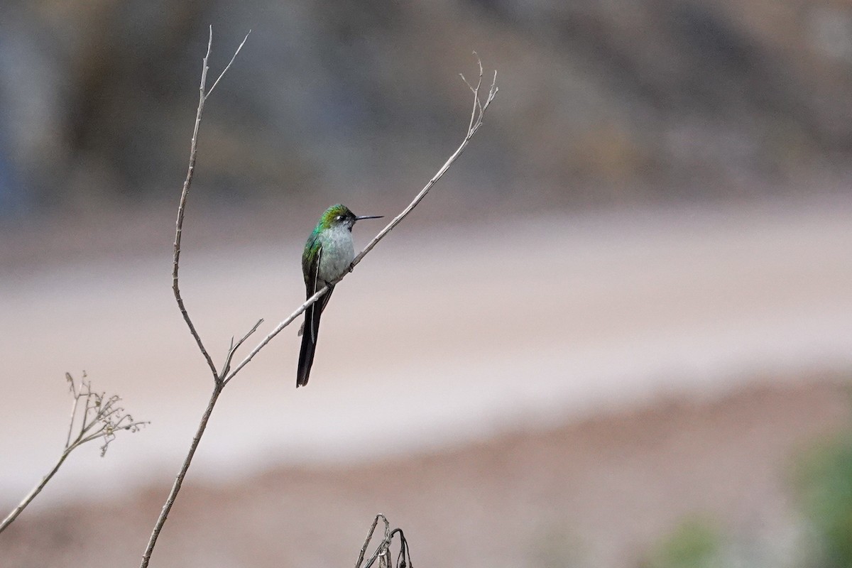 オナガハチドリ - ML647085787