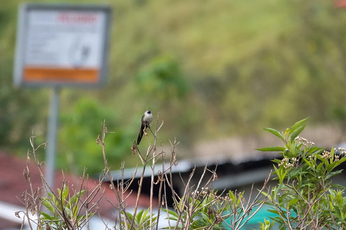 オナガハチドリ - ML647085788