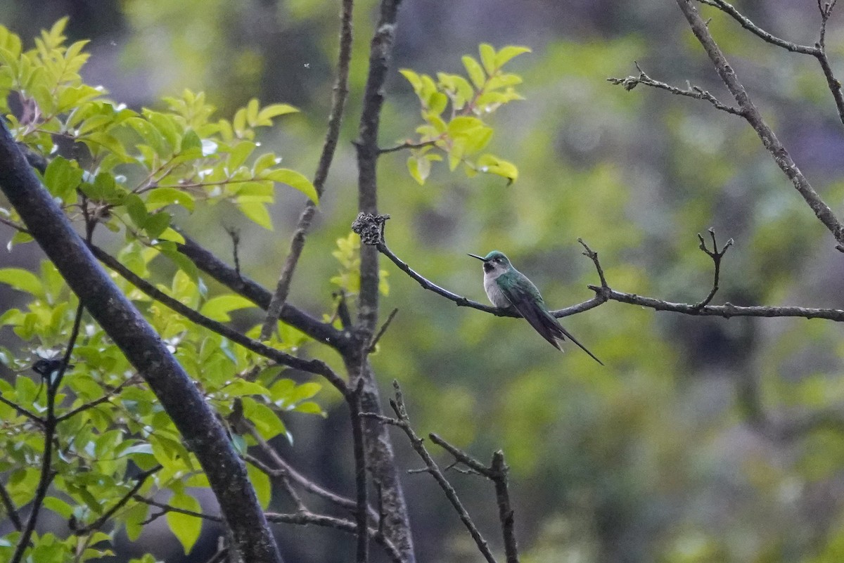 オナガハチドリ - ML647085789