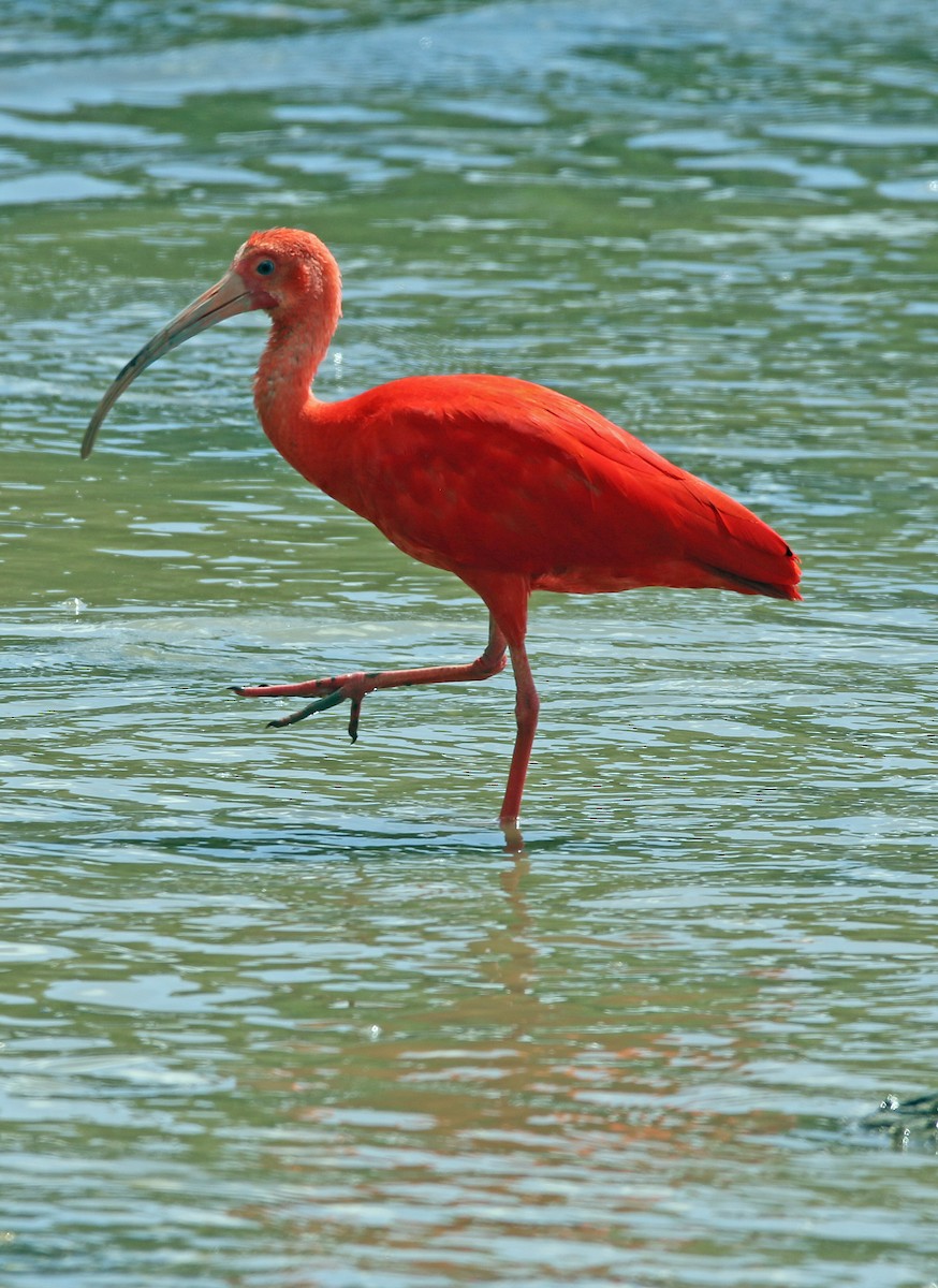Scarlet Ibis - ML647085790