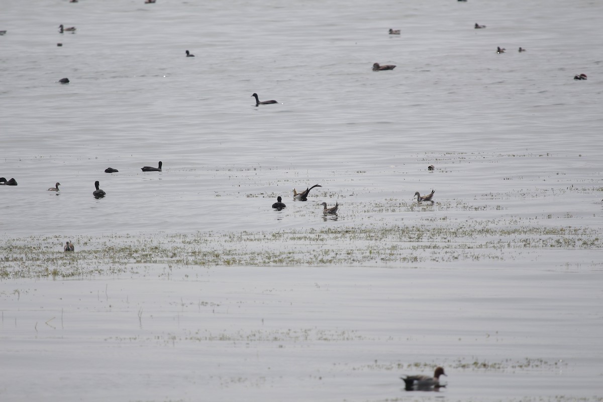 Фазанохвостая якана - ML647085795