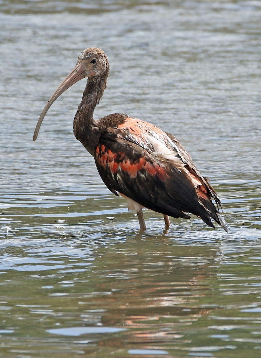 Scarlet Ibis - ML647085798