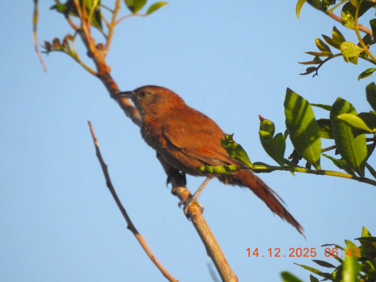 Freckle-breasted Thornbird - ML647085805