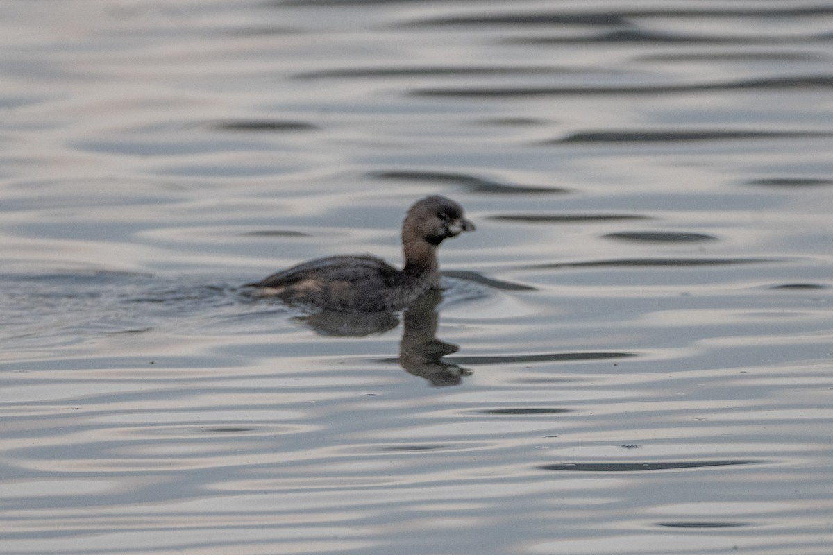 Pied-billed Grebe - ML647085820