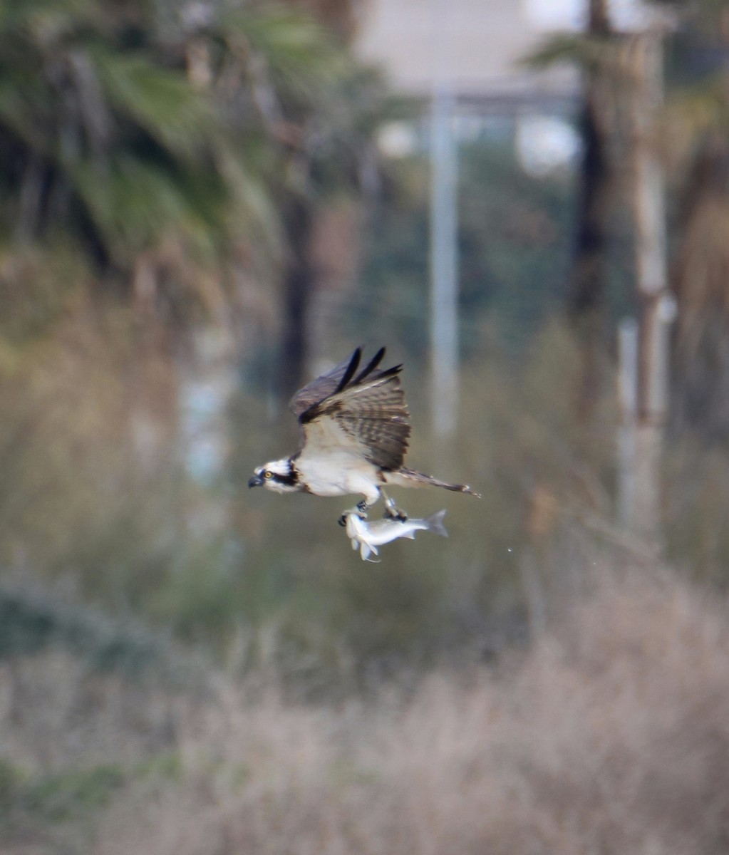 Osprey - ML647085837